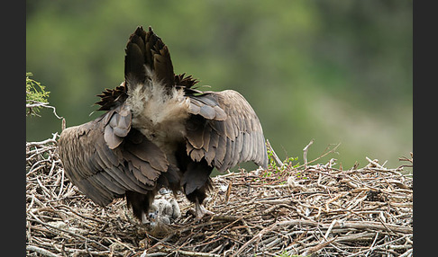 Mönchsgeier (Aegypius monachus)