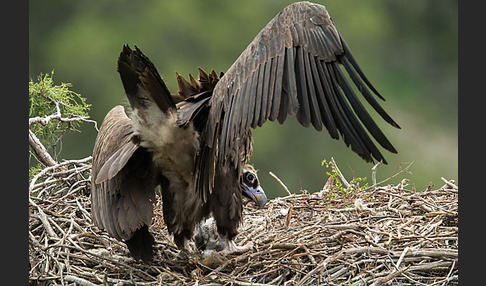 Mönchsgeier (Aegypius monachus)