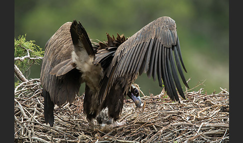 Mönchsgeier (Aegypius monachus)