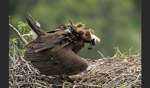 Mönchsgeier (Aegypius monachus)