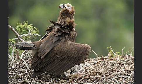 Mönchsgeier (Aegypius monachus)