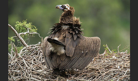 Mönchsgeier (Aegypius monachus)