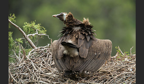 Mönchsgeier (Aegypius monachus)