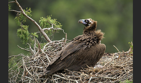 Mönchsgeier (Aegypius monachus)