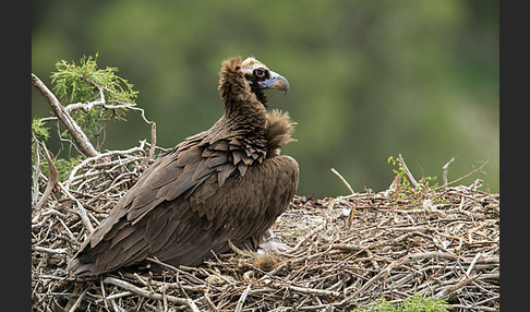 Mönchsgeier (Aegypius monachus)