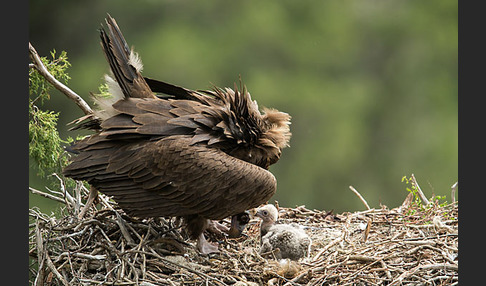 Mönchsgeier (Aegypius monachus)