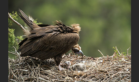 Mönchsgeier (Aegypius monachus)