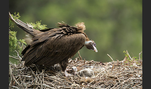 Mönchsgeier (Aegypius monachus)