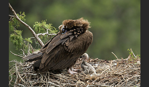 Mönchsgeier (Aegypius monachus)