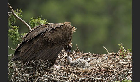 Mönchsgeier (Aegypius monachus)