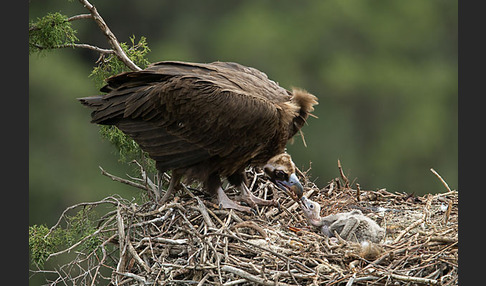 Mönchsgeier (Aegypius monachus)