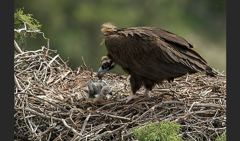 Mönchsgeier (Aegypius monachus)