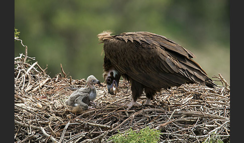 Mönchsgeier (Aegypius monachus)