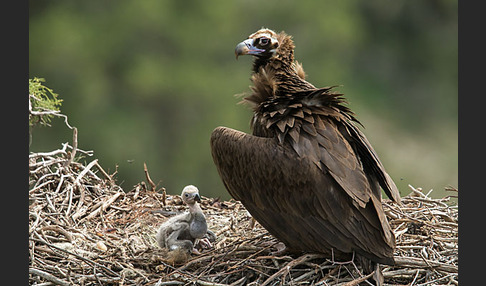 Mönchsgeier (Aegypius monachus)