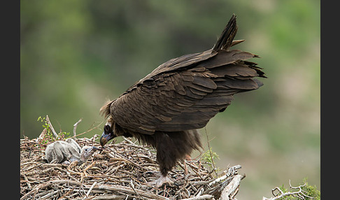 Mönchsgeier (Aegypius monachus)