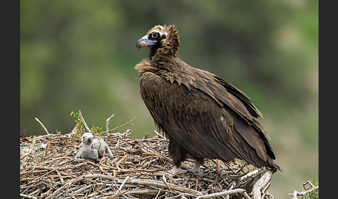 Mönchsgeier (Aegypius monachus)