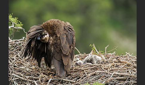 Mönchsgeier (Aegypius monachus)