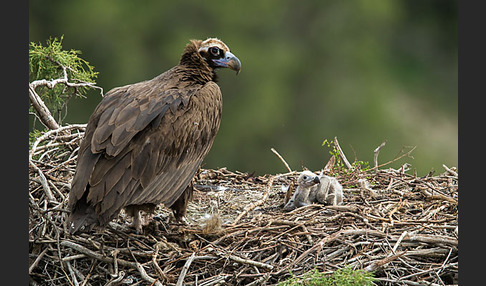 Mönchsgeier (Aegypius monachus)