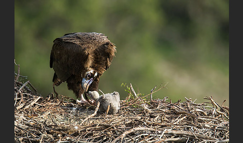 Mönchsgeier (Aegypius monachus)