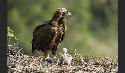 Mönchsgeier (Aegypius monachus)