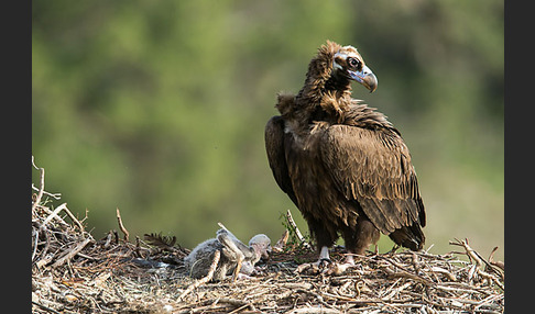 Mönchsgeier (Aegypius monachus)