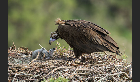 Mönchsgeier (Aegypius monachus)