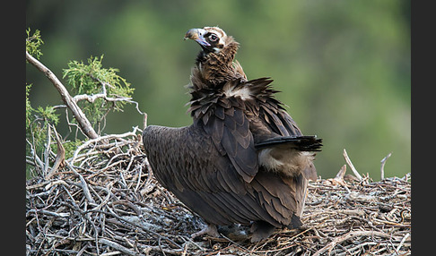 Mönchsgeier (Aegypius monachus)