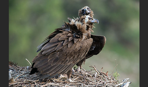 Mönchsgeier (Aegypius monachus)