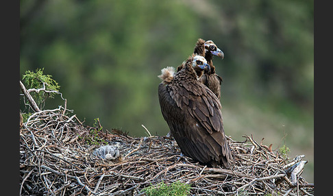 Mönchsgeier (Aegypius monachus)