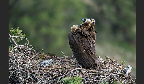 Mönchsgeier (Aegypius monachus)