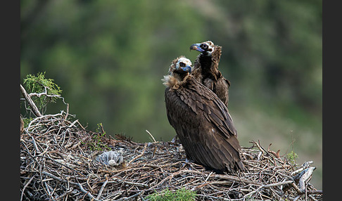 Mönchsgeier (Aegypius monachus)