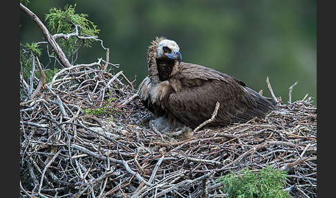 Mönchsgeier (Aegypius monachus)