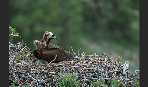 Mönchsgeier (Aegypius monachus)