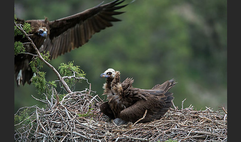 Mönchsgeier (Aegypius monachus)