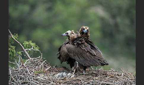 Mönchsgeier (Aegypius monachus)