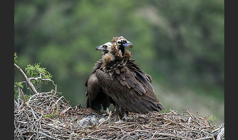 Mönchsgeier (Aegypius monachus)