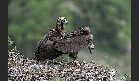 Mönchsgeier (Aegypius monachus)