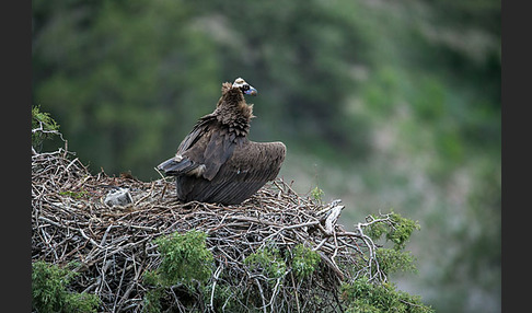 Mönchsgeier (Aegypius monachus)