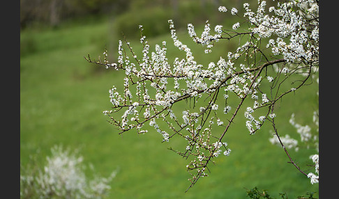 Schlehe (Prunus spinosa)