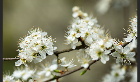 Schlehe (Prunus spinosa)