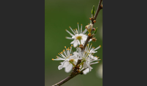 Schlehe (Prunus spinosa)