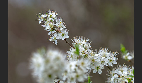 Schlehe (Prunus spinosa)