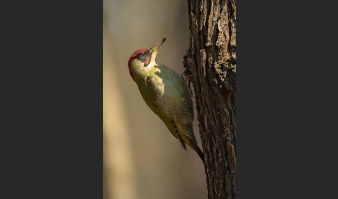 Grünspecht (Picus viridis)