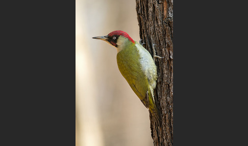 Grünspecht (Picus viridis)