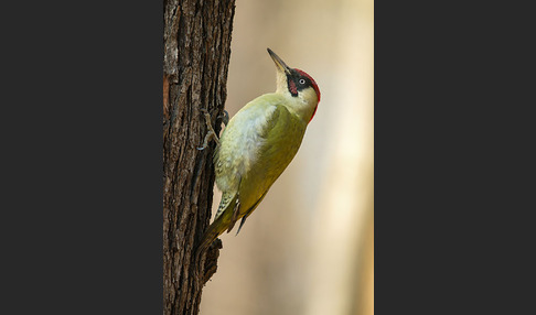 Grünspecht (Picus viridis)