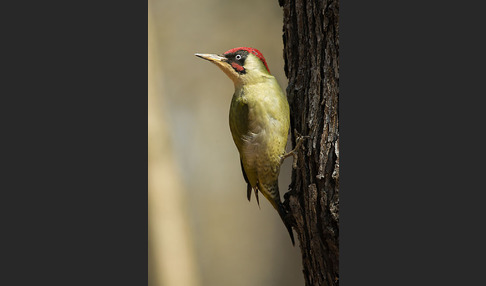 Grünspecht (Picus viridis)