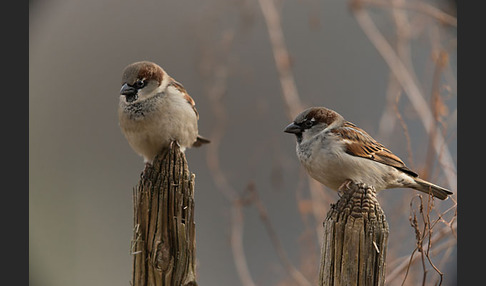 Haussperling (Passer domesticus)