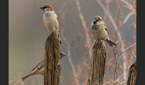 Haussperling (Passer domesticus)