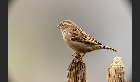 Haussperling (Passer domesticus)