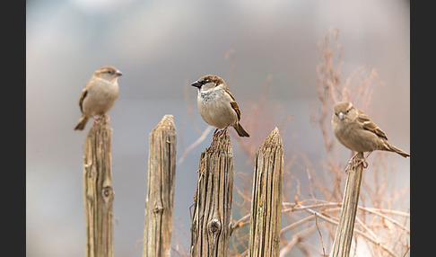 Haussperling (Passer domesticus)